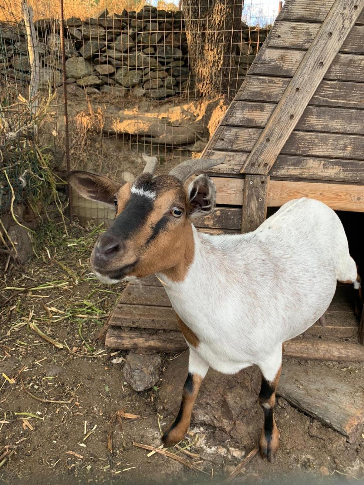 Helga's Agricampeggio