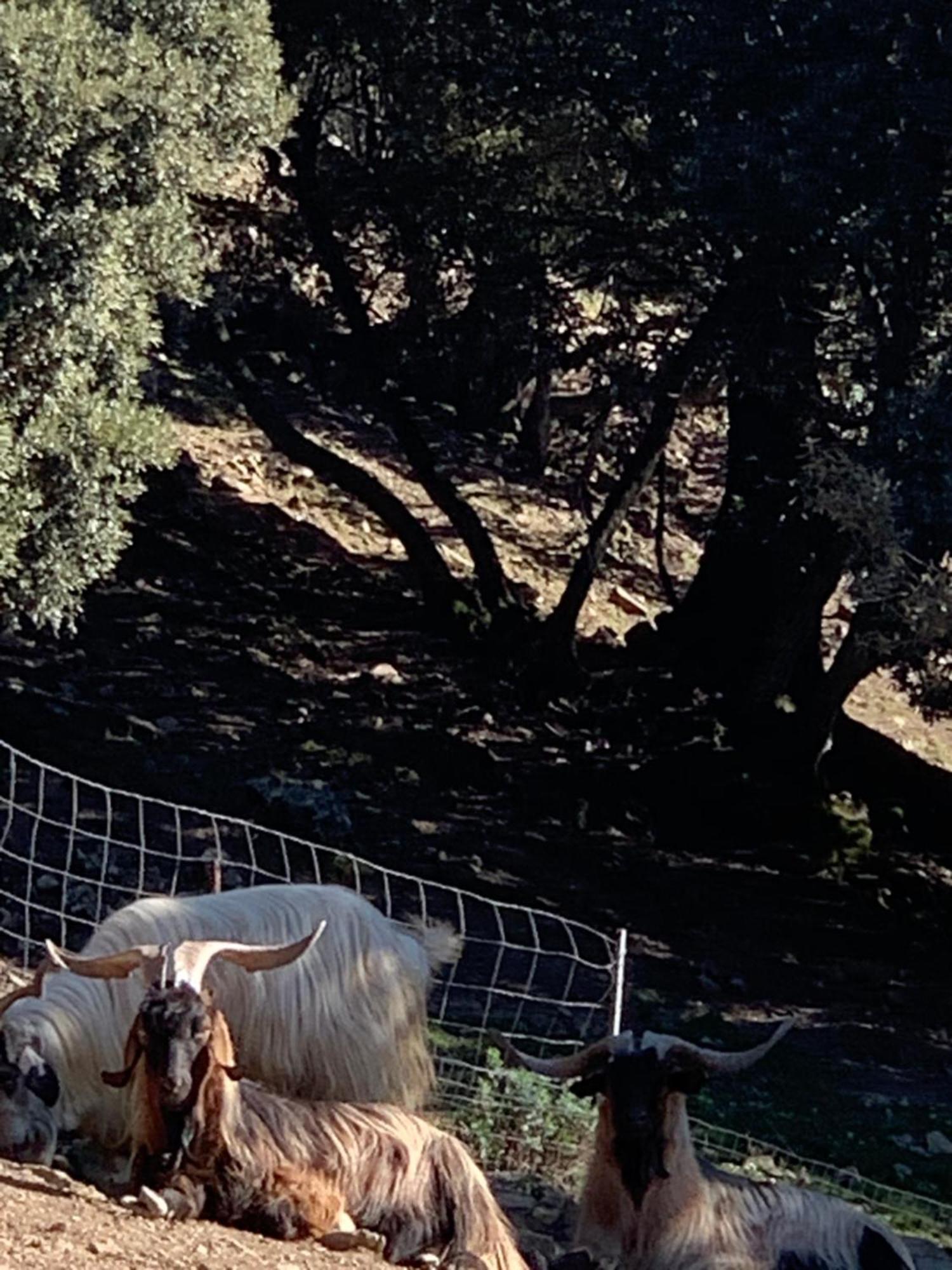 Helga's Agricampeggio Camping Seùlo